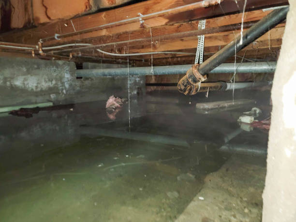 Best Basement water damage restoration  in Pine Brook, NJ